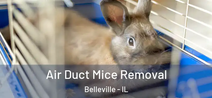  Air Duct Mice Removal Belleville - IL